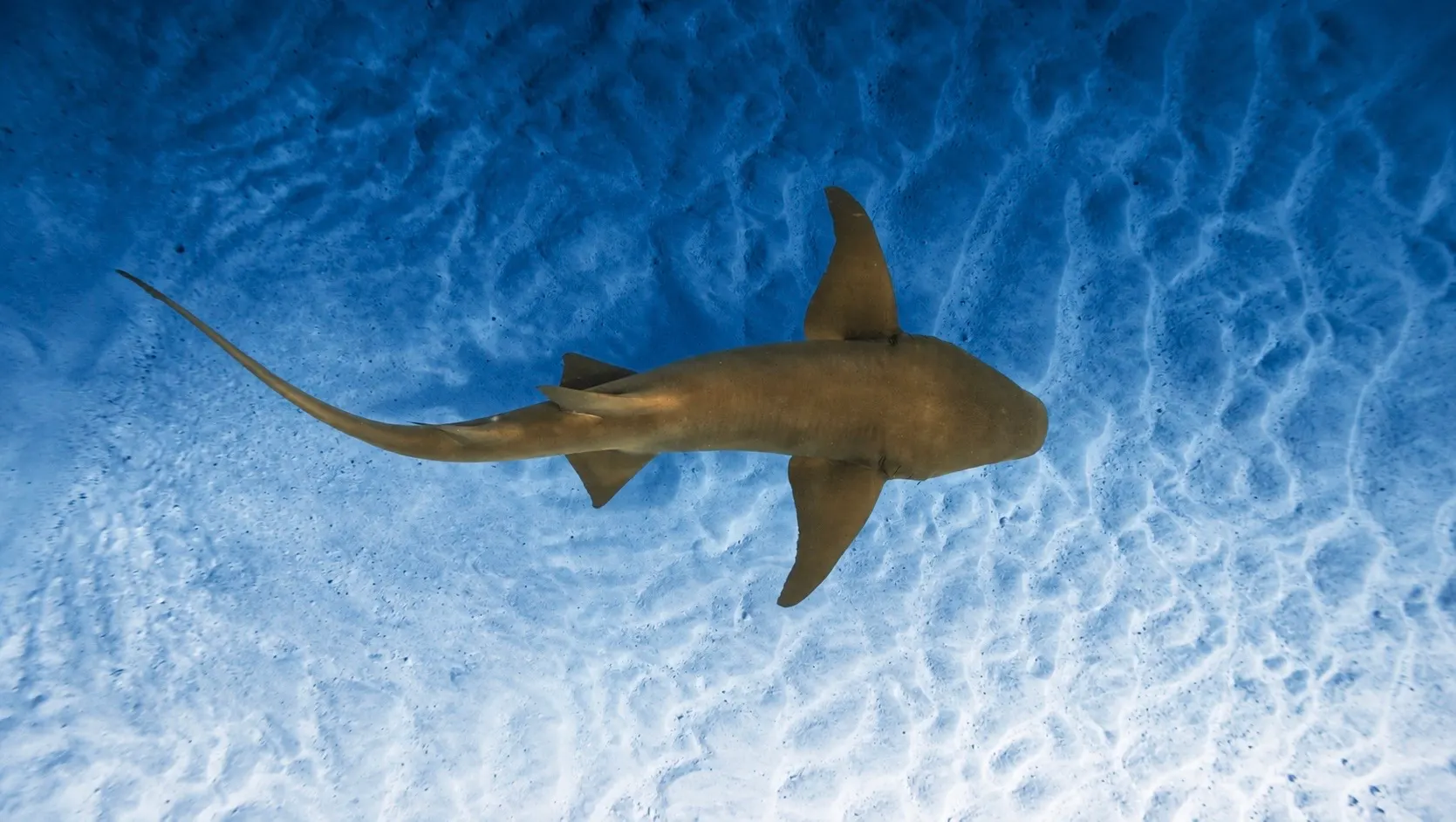 Nurse shark over rippled sand