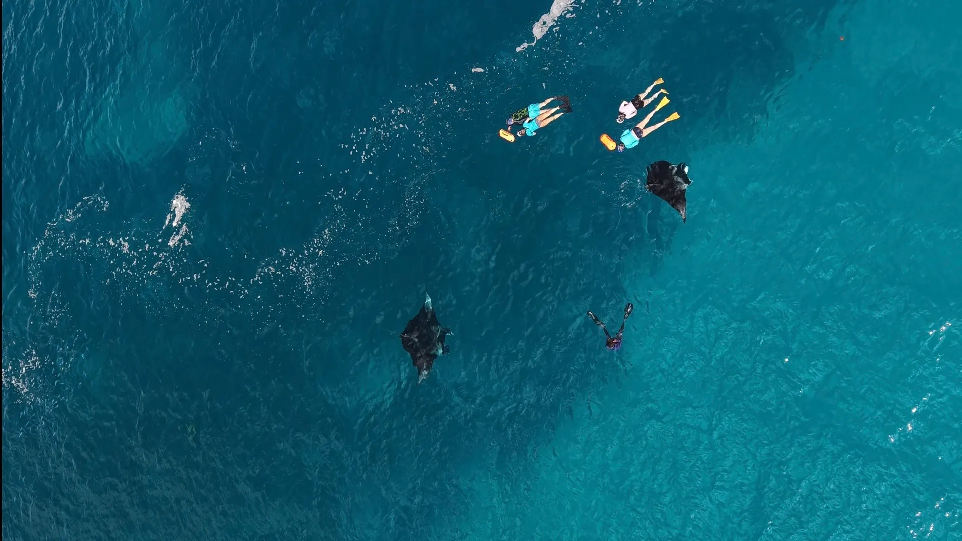 Snorkellers swimming with manta rays