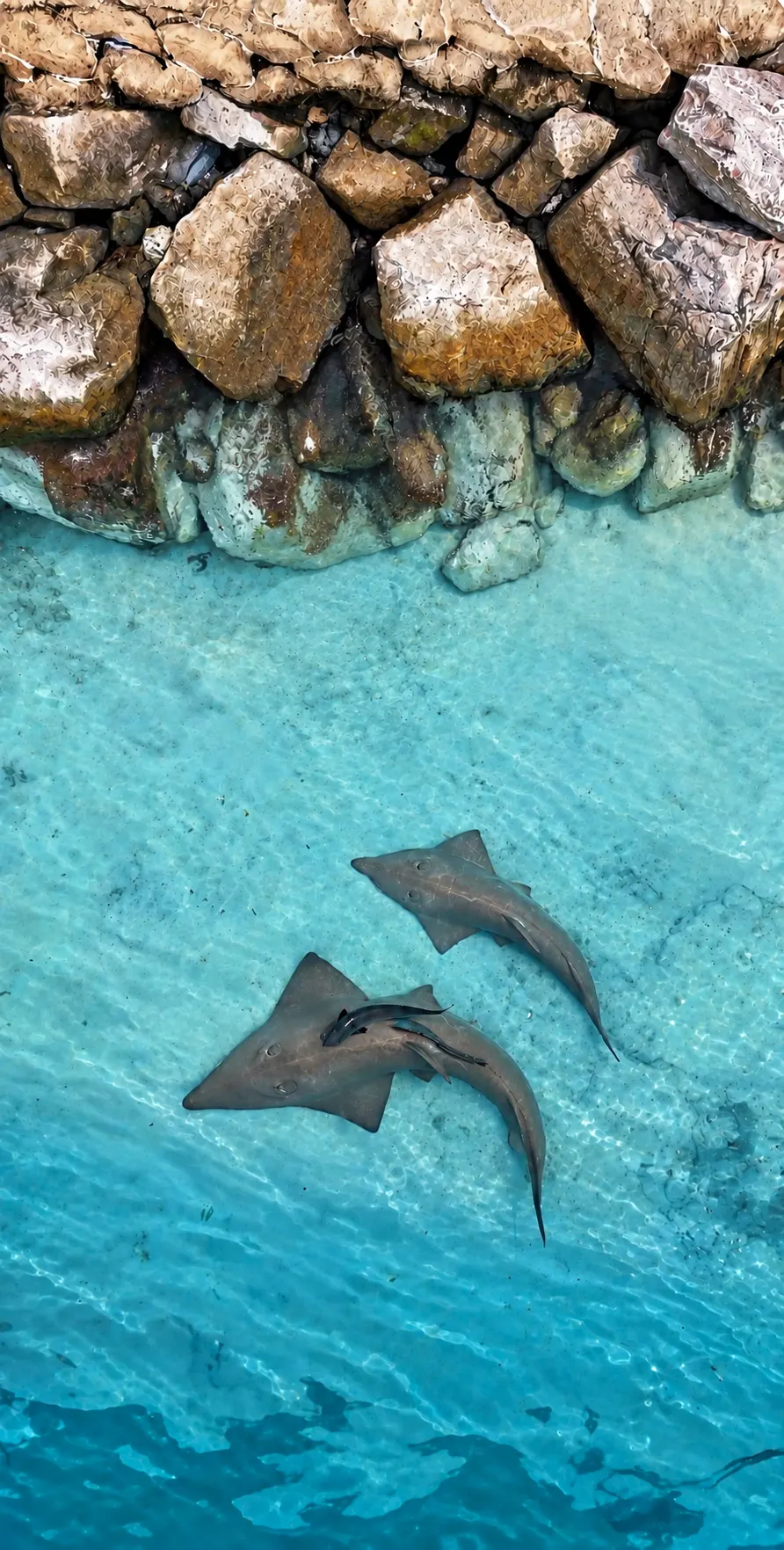 Guitar sharks in shallow water by the shore