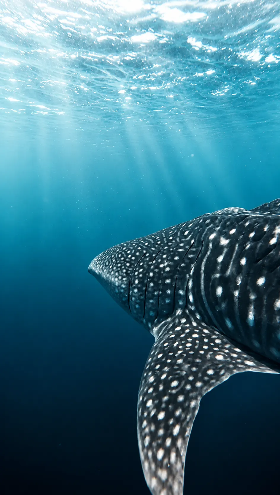 Whale shark under sun rays